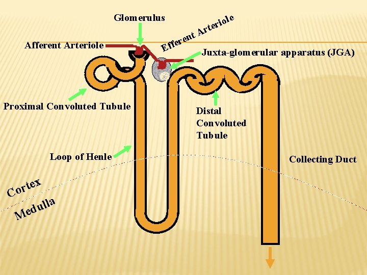 Glomerulus r io ter Afferent Arteriole Proximal Convoluted Tubule Loop of Henle x e