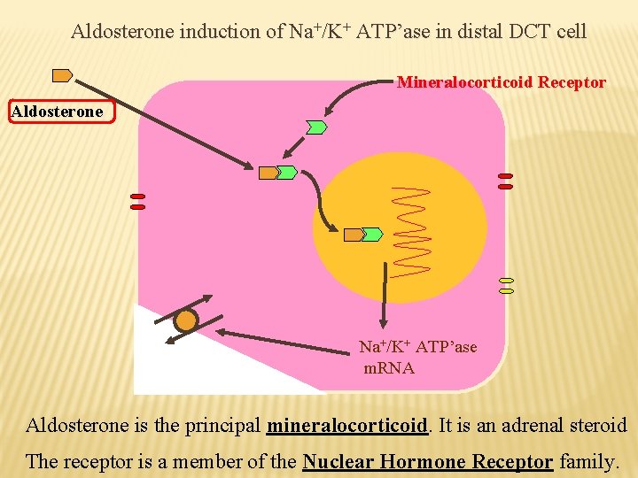 Aldosterone induction of Na+/K+ ATP’ase in distal DCT cell Mineralocorticoid Receptor Aldosterone Na+/K+ ATP’ase