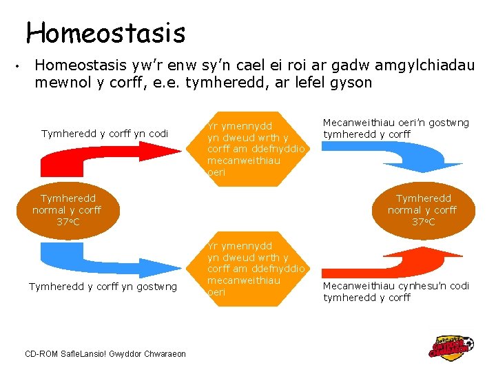 Homeostasis • Homeostasis yw’r enw sy’n cael ei roi ar gadw amgylchiadau mewnol y