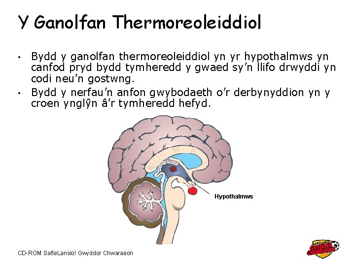 Y Ganolfan Thermoreoleiddiol Bydd y ganolfan thermoreoleiddiol yn yr hypothalmws yn canfod pryd bydd