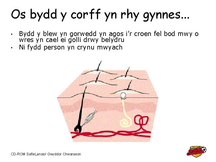 Os bydd y corff yn rhy gynnes. . . Bydd y blew yn gorwedd