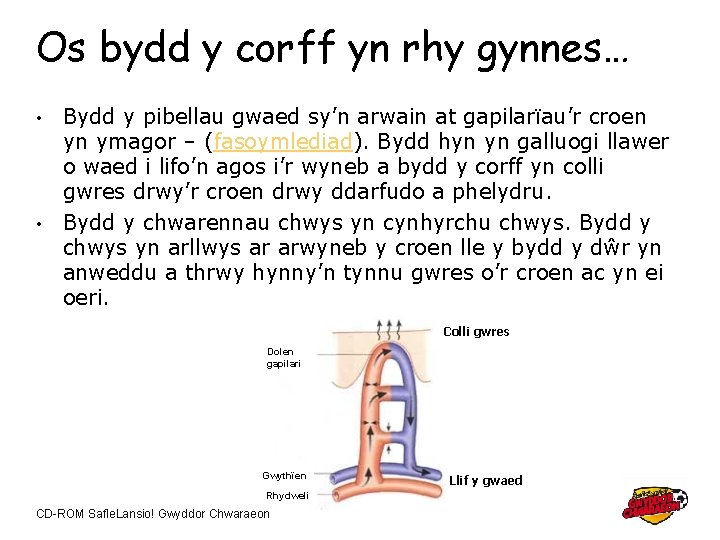 Os bydd y corff yn rhy gynnes… Bydd y pibellau gwaed sy’n arwain at