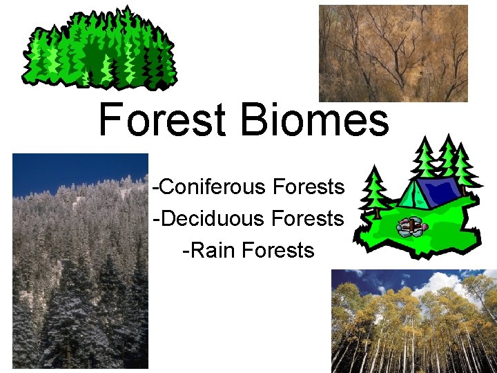 Forest Biomes -Coniferous Forests -Deciduous Forests -Rain Forests 