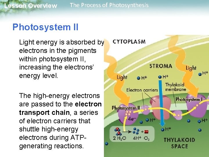 Lesson Overview The Process of Photosynthesis Lesson Overview