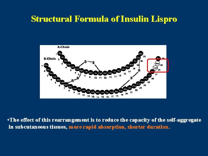 Structural Formula of Insulin Lispro • The effect of this rearrangement is to reduce