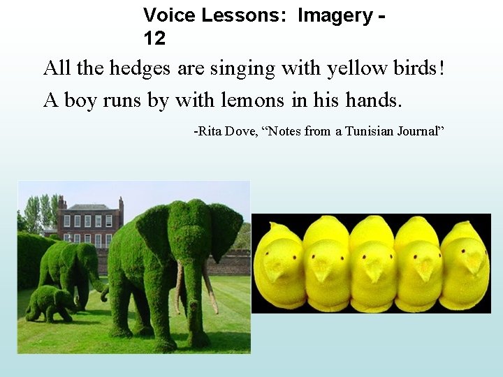 Voice Lessons: Imagery 12 All the hedges are singing with yellow birds! A boy