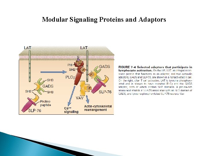 Modular Signaling Proteins and Adaptors 