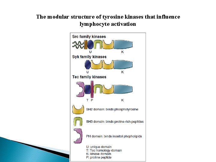 The modular structure of tyrosine kinases that influence lymphocyte activation 