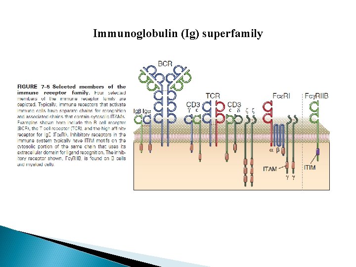 Immunoglobulin (Ig) superfamily 