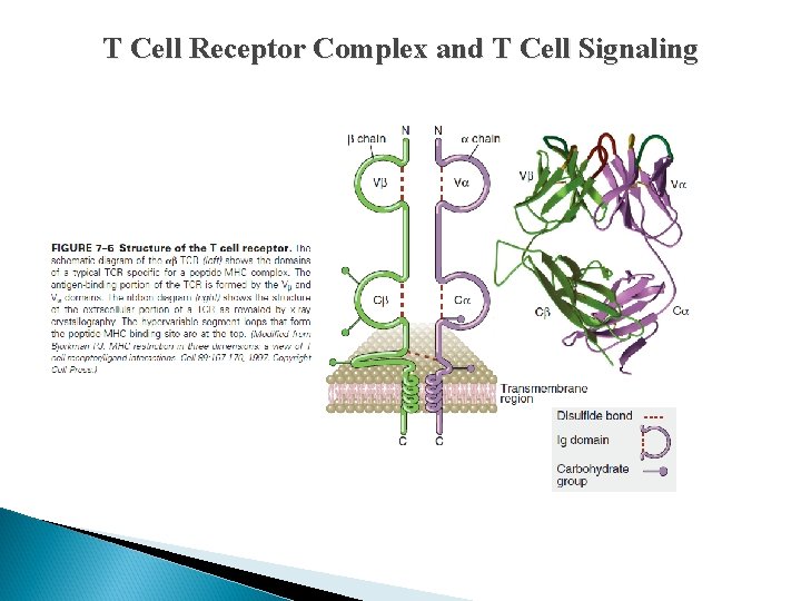 T Cell Receptor Complex and T Cell Signaling 