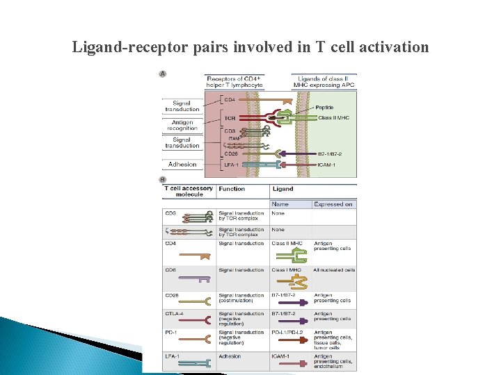 Ligand-receptor pairs involved in T cell activation 