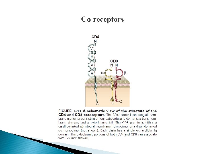 Co-receptors 