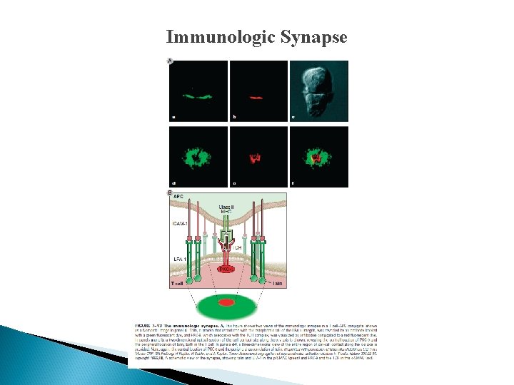 Immunologic Synapse 