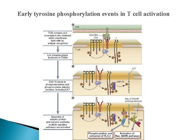 Early tyrosine phosphorylation events in T cell activation 