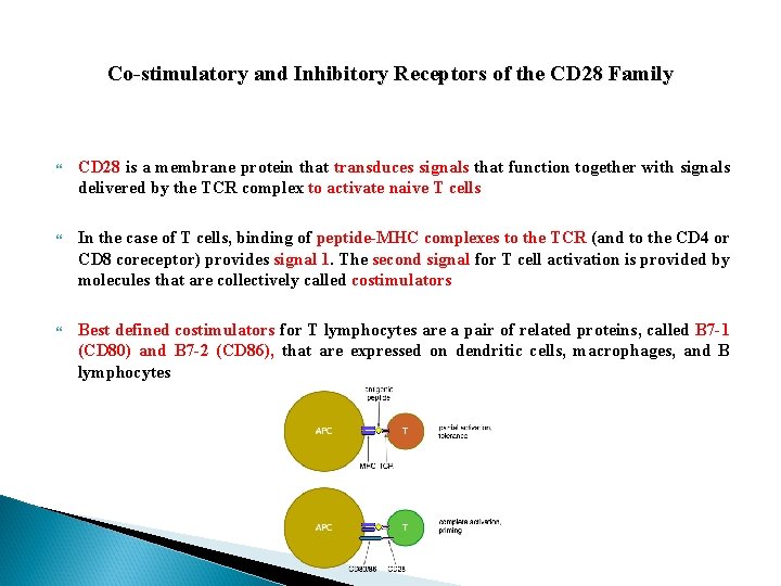 Co-stimulatory and Inhibitory Receptors of the CD 28 Family CD 28 is a membrane