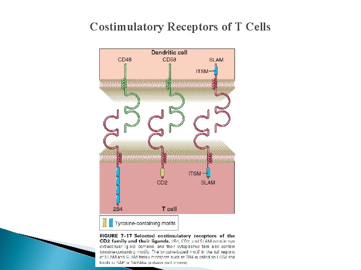 Costimulatory Receptors of T Cells 