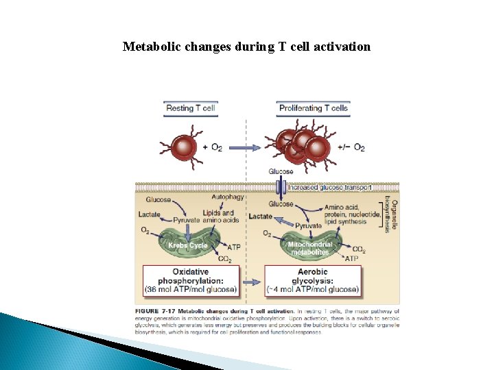 Metabolic changes during T cell activation 