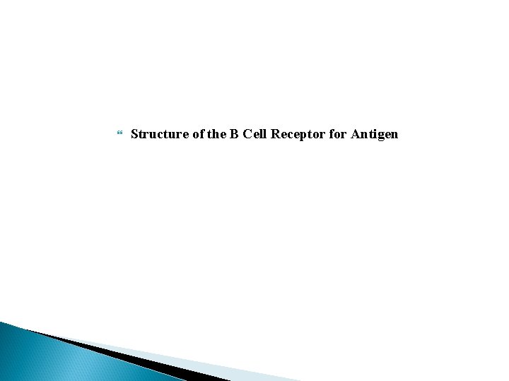  Structure of the B Cell Receptor for Antigen 
