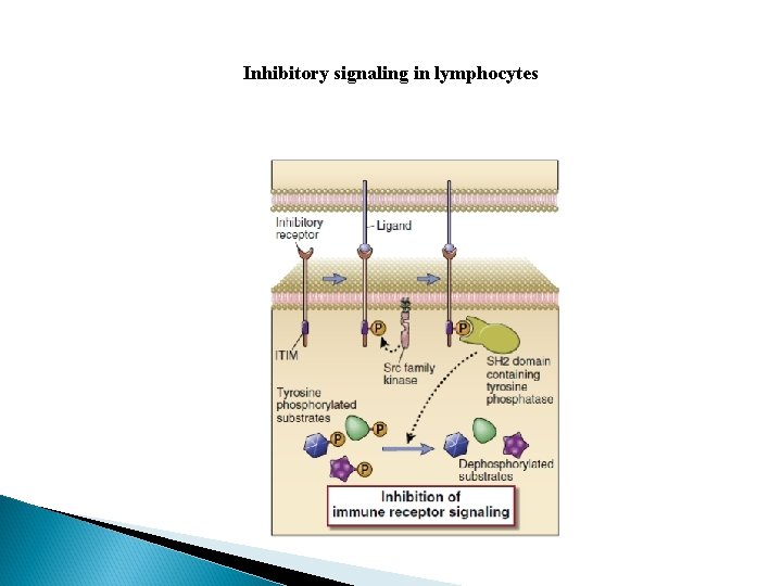 Inhibitory signaling in lymphocytes 