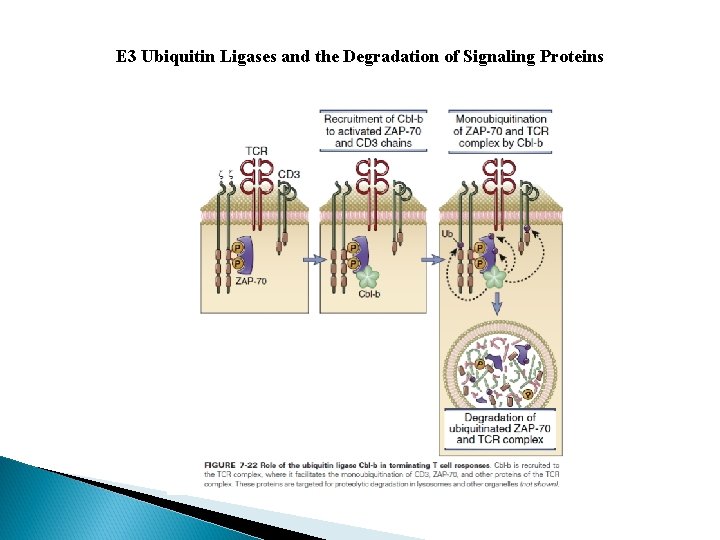 E 3 Ubiquitin Ligases and the Degradation of Signaling Proteins 