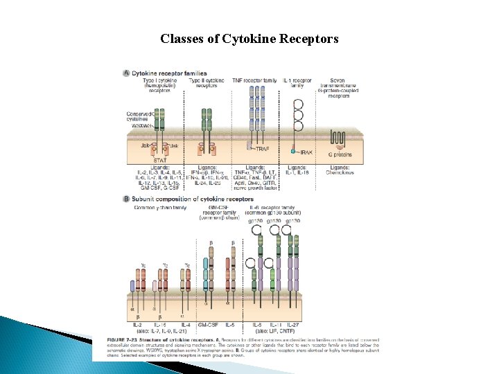 Classes of Cytokine Receptors 