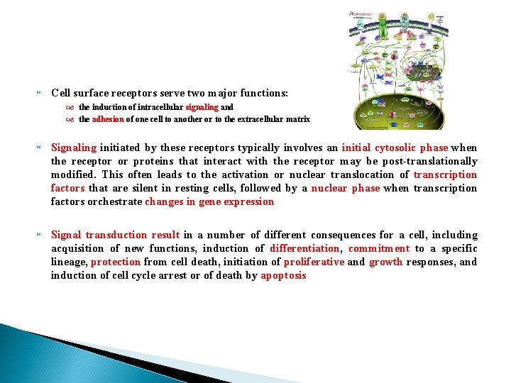  Cell surface receptors serve two major functions: the induction of intracellular signaling and