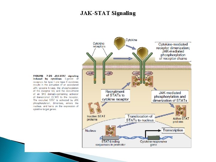 JAK-STAT Signaling 