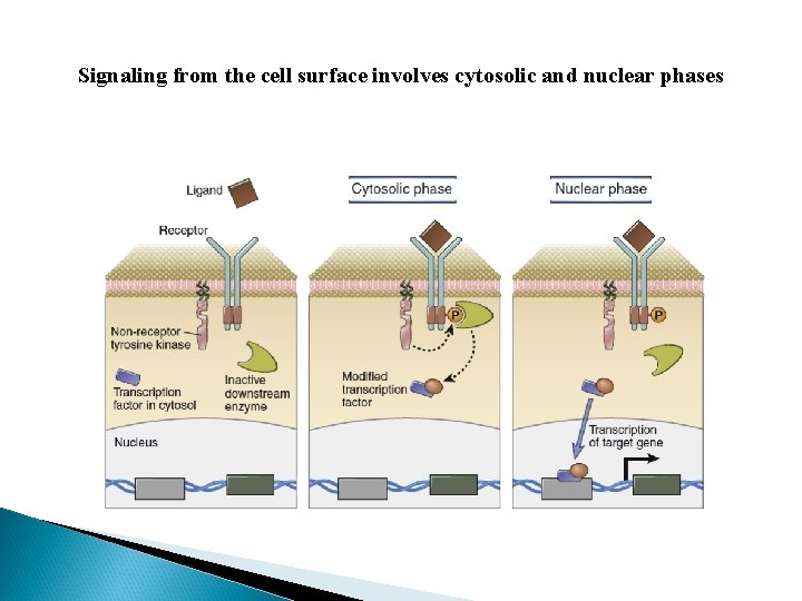 Signaling from the cell surface involves cytosolic and nuclear phases 