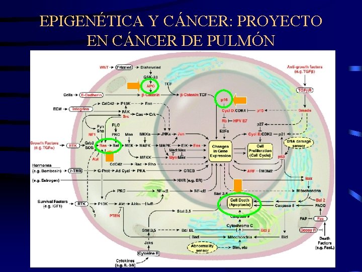 EPIGENÉTICA Y CÁNCER: PROYECTO EN CÁNCER DE PULMÓN 