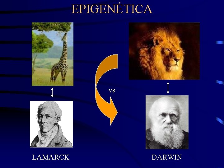 EPIGENÉTICA vs LAMARCK DARWIN 