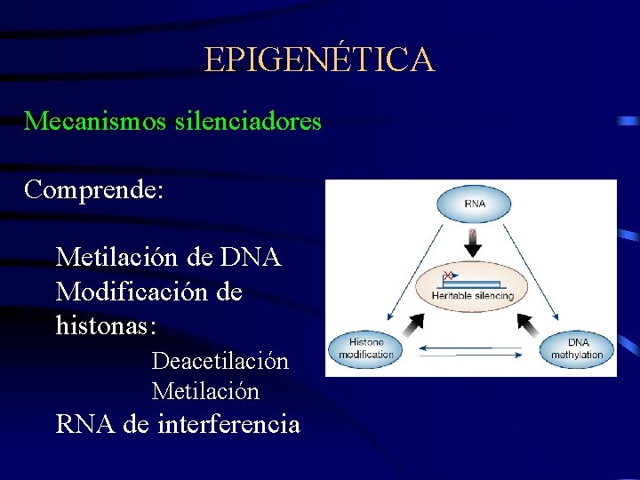 EPIGENÉTICA Mecanismos silenciadores Comprende: Metilación de DNA Modificación de histonas: Deacetilación Metilación RNA de