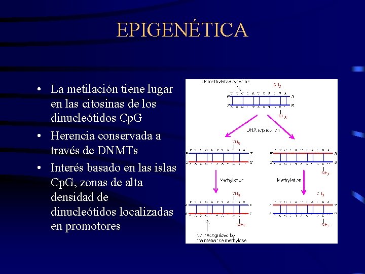 EPIGENÉTICA • La metilación tiene lugar en las citosinas de los dinucleótidos Cp. G