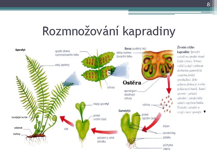 8 Rozmnožování kapradiny Ostěra 