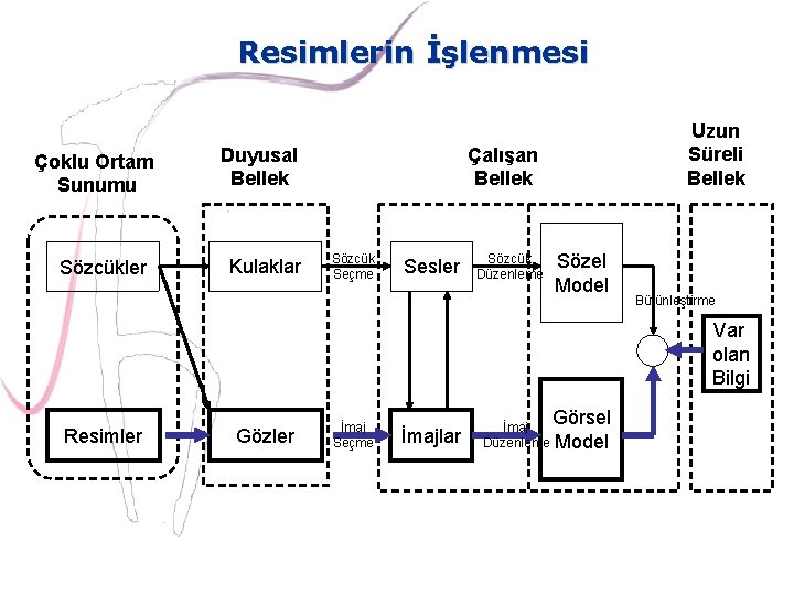 Resimlerin İşlenmesi Çoklu Ortam Sunumu Sözcükler Duyusal Bellek Kulaklar Uzun Süreli Bellek Çalışan Bellek