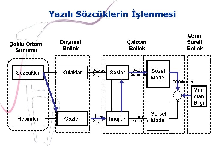 Yazılı Sözcüklerin İşlenmesi Çoklu Ortam Sunumu Sözcükler Duyusal Bellek Kulaklar Uzun Süreli Bellek Çalışan