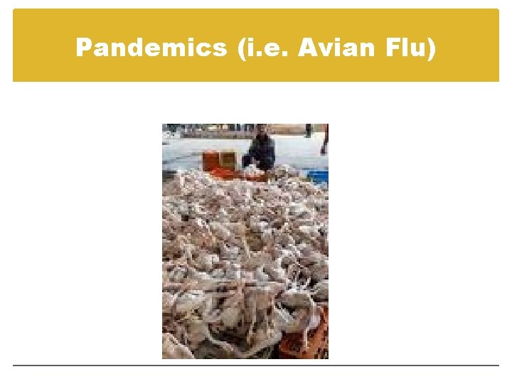 Pandemics (i. e. Avian Flu) 