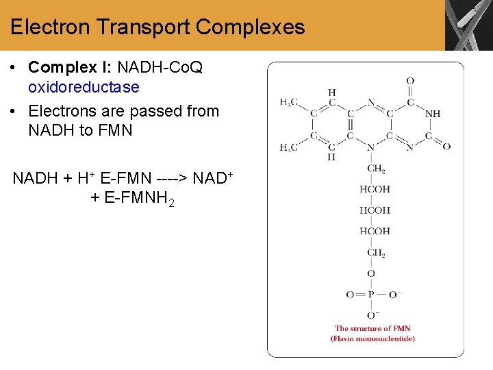 Electron Transport Complexes • Complex I: NADH-Co. Q oxidoreductase • Electrons are passed from