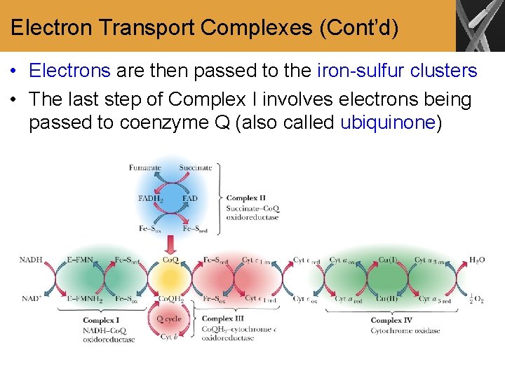 Electron Transport Complexes (Cont’d) • Electrons are then passed to the iron-sulfur clusters •