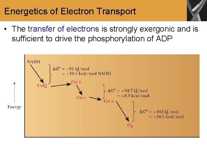 Energetics of Electron Transport • The transfer of electrons is strongly exergonic and is