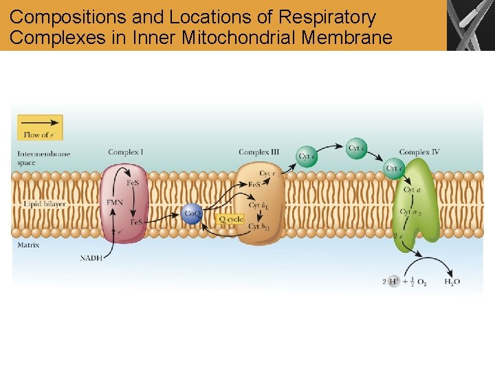 Compositions and Locations of Respiratory Complexes in Inner Mitochondrial Membrane 