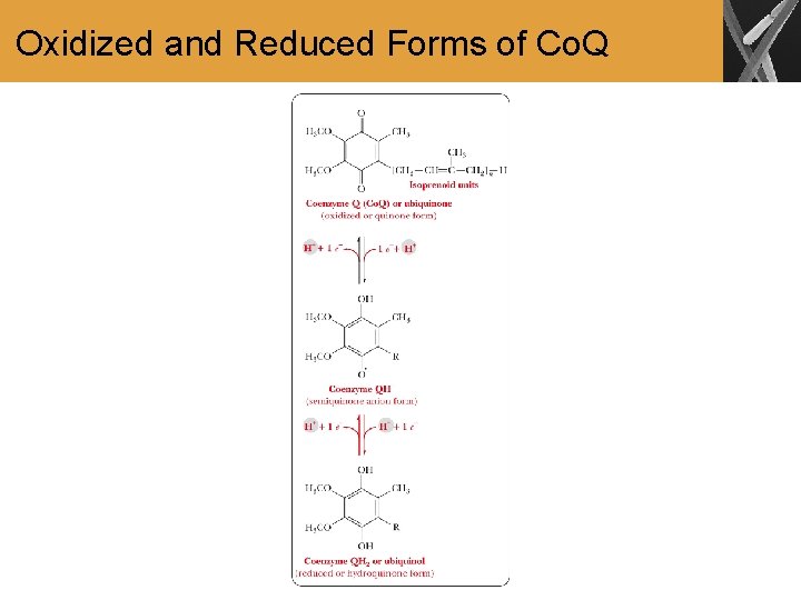 Oxidized and Reduced Forms of Co. Q 