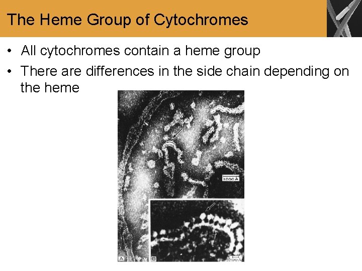 The Heme Group of Cytochromes • All cytochromes contain a heme group • There