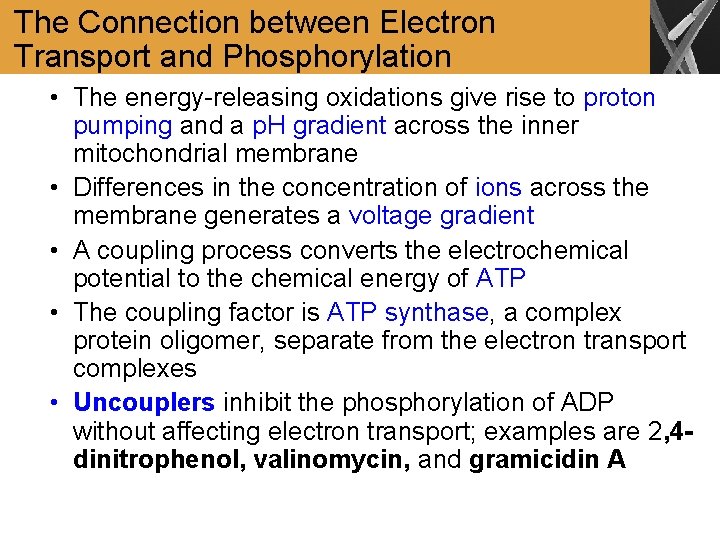 The Connection between Electron Transport and Phosphorylation • The energy-releasing oxidations give rise to