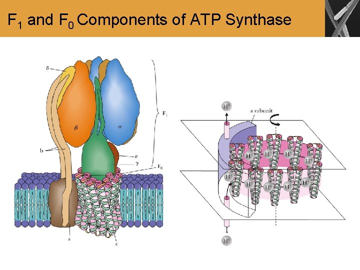 F 1 and F 0 Components of ATP Synthase 