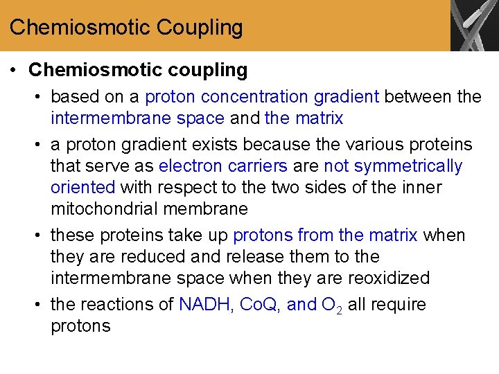 Chemiosmotic Coupling • Chemiosmotic coupling • based on a proton concentration gradient between the