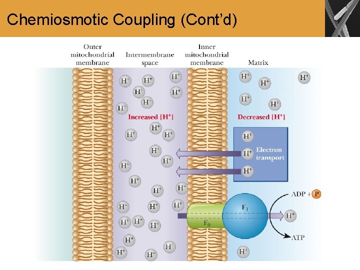 Chemiosmotic Coupling (Cont’d) 