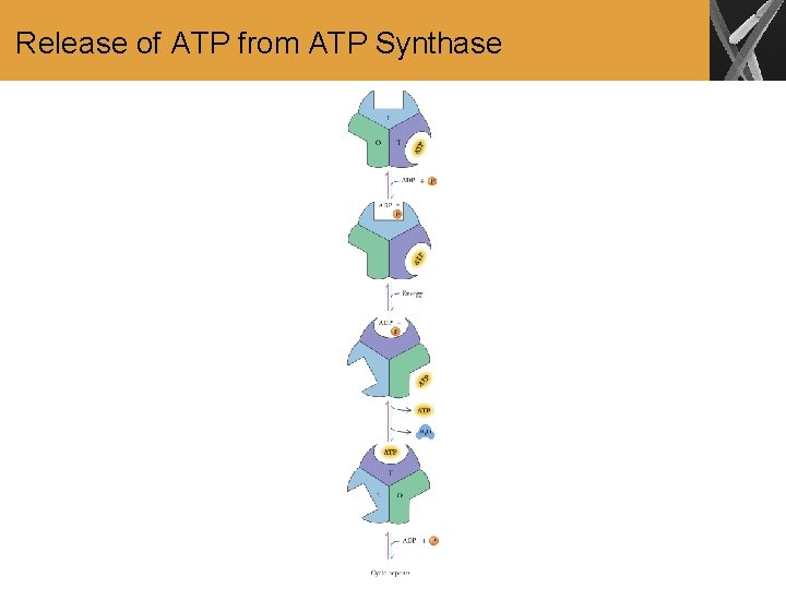 Release of ATP from ATP Synthase 