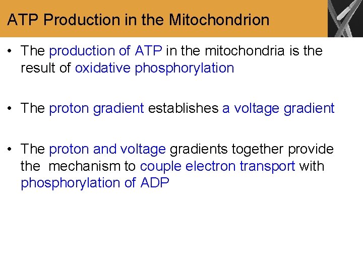 ATP Production in the Mitochondrion • The production of ATP in the mitochondria is