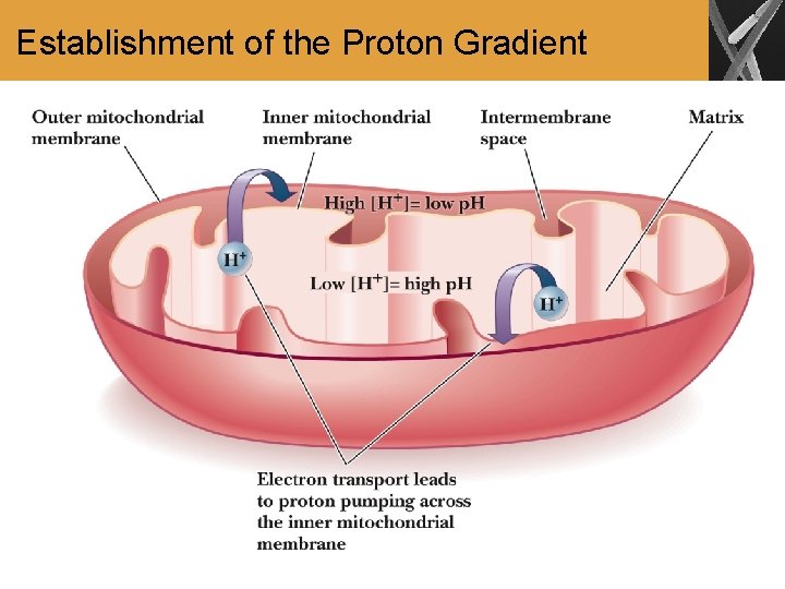 Establishment of the Proton Gradient 