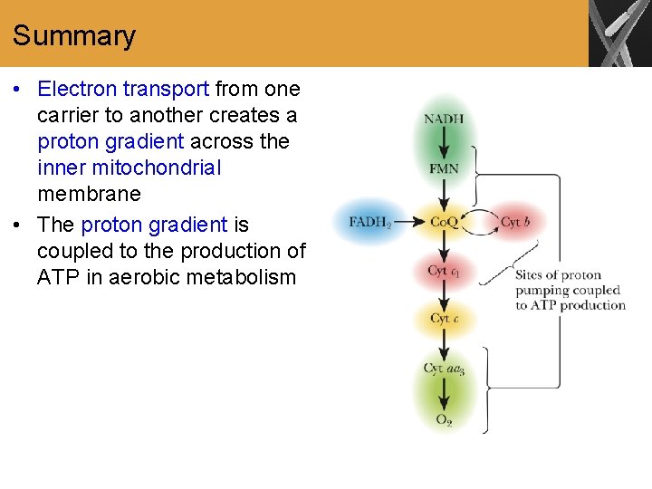 Summary • Electron transport from one carrier to another creates a proton gradient across